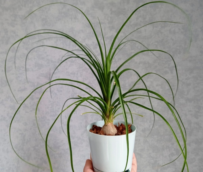 Нолина бокарнея