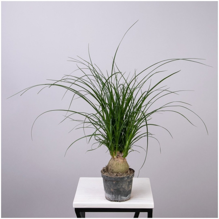 Нолина гватемальская