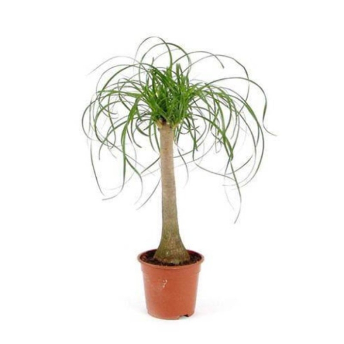 Нолина рекурвата d12 h35