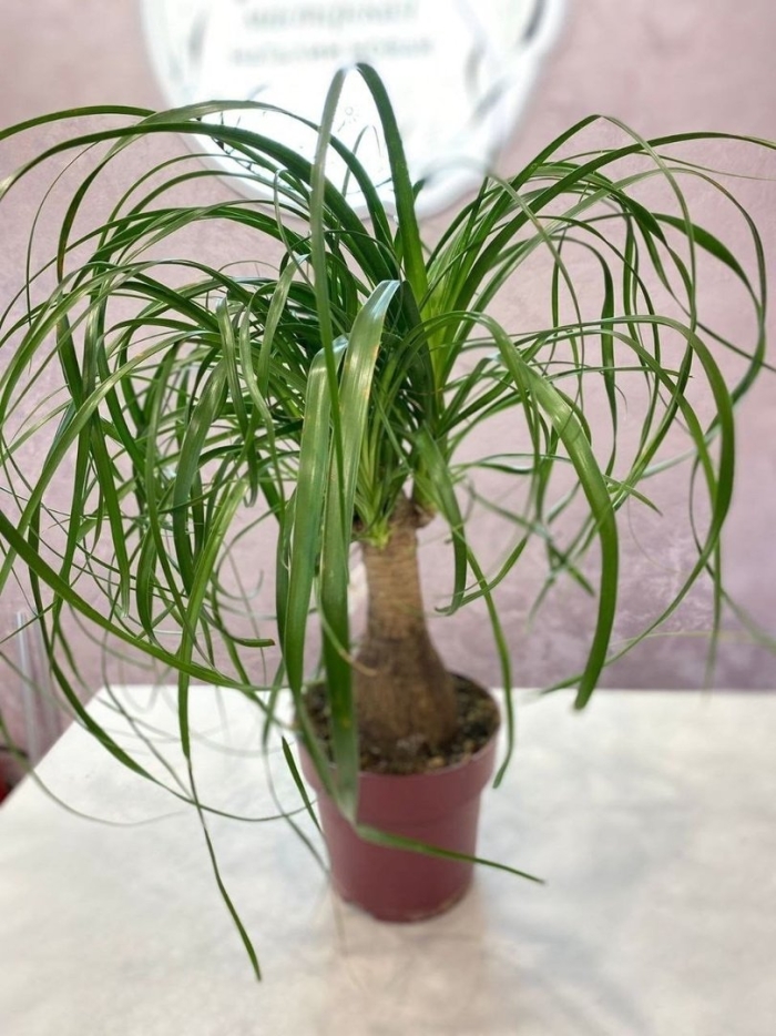 Нолина цветок