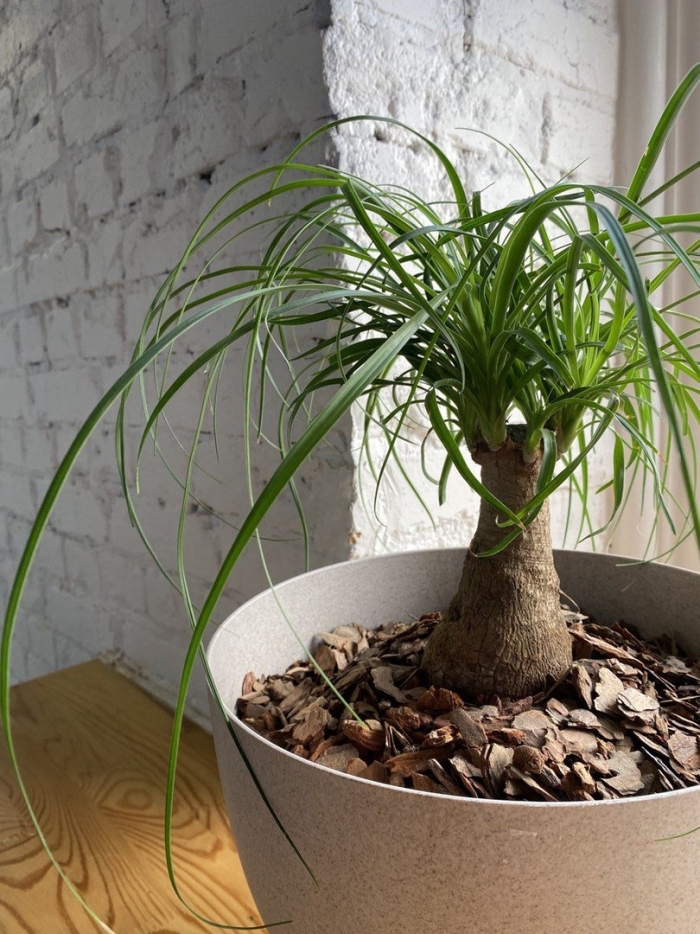 Нолина бутылочное дерево