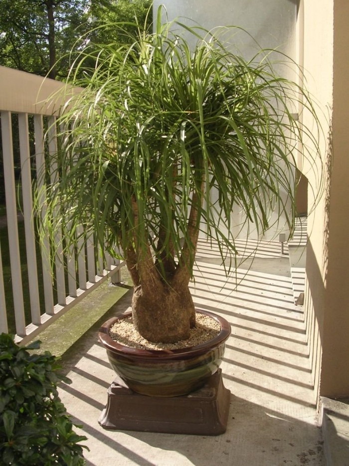 Нолина бокарнея бранч