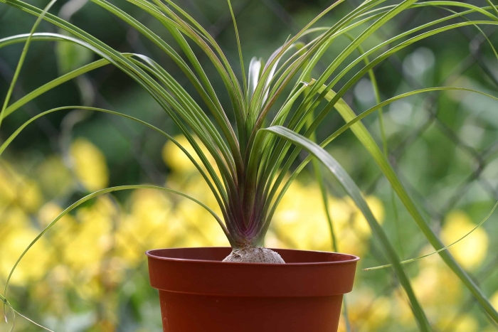 Бокарнея растение