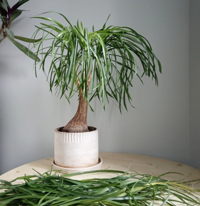 Нолина бокарнея