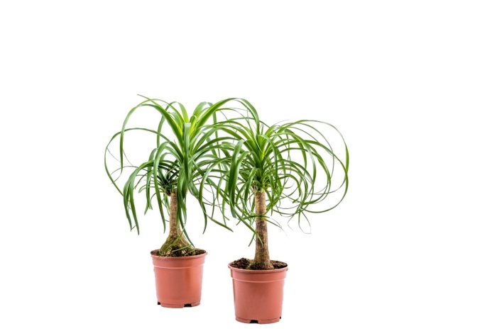 Бокарнея отогнутая (нолина)