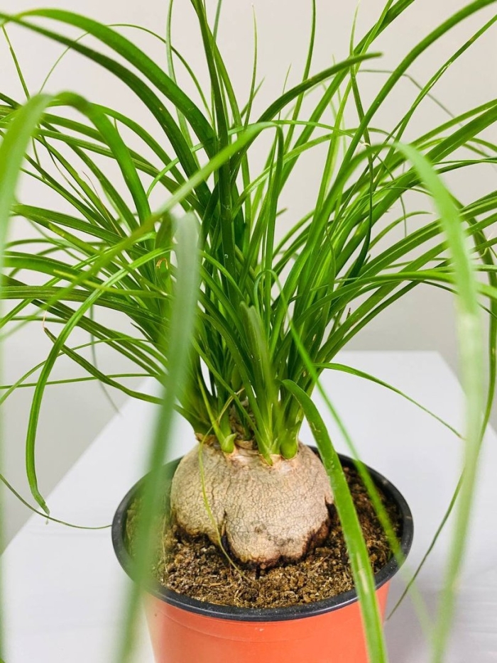 Нолина растение