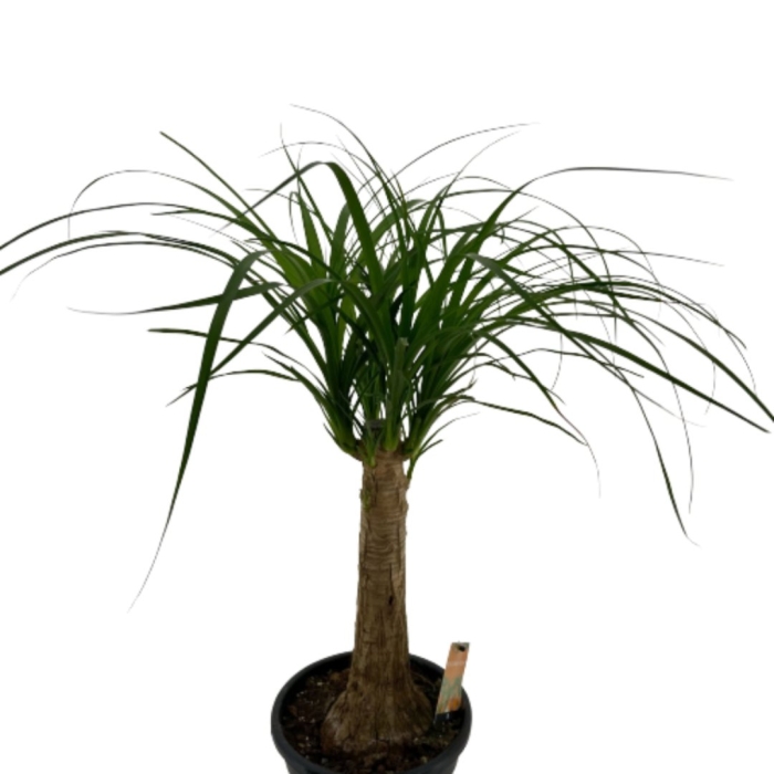 Пальма нолина бокарнея