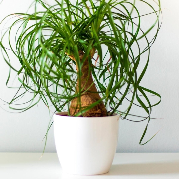 Цветок нолина