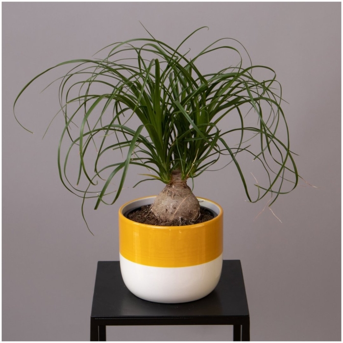 Нолина бокарнея рекурвата