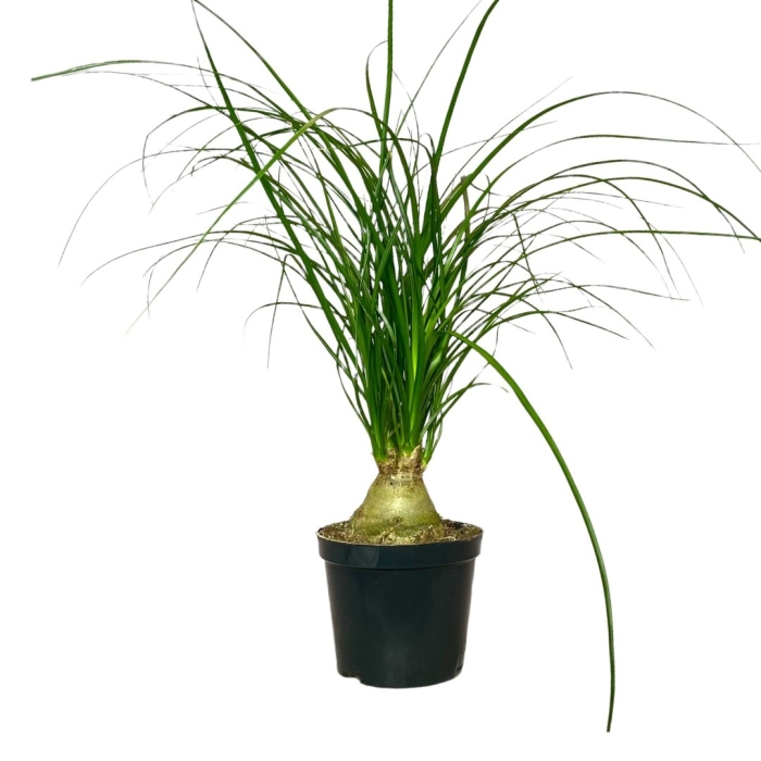 Нолина рекурвата шар