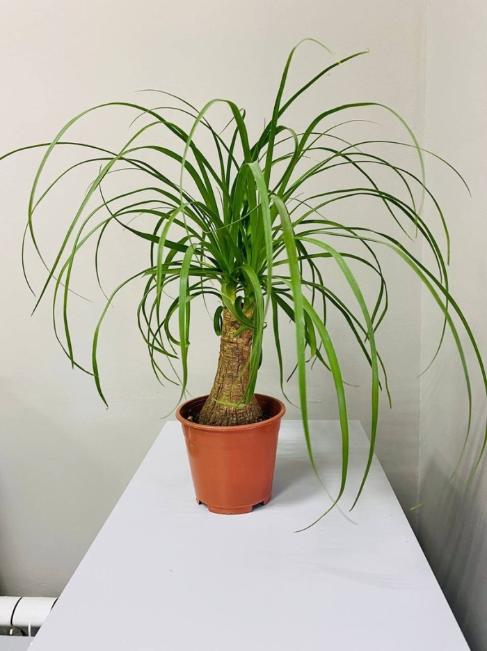 Нолина бокарнея