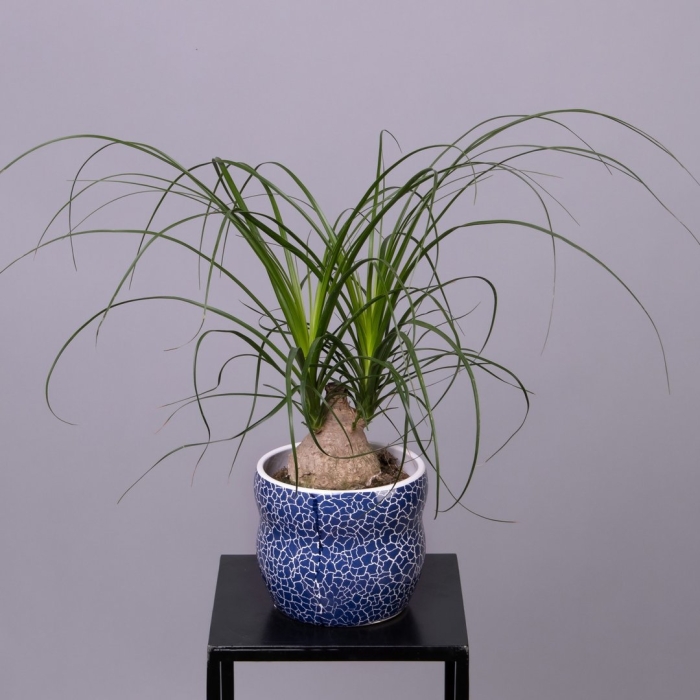 Нолина бокарнея рекурвата