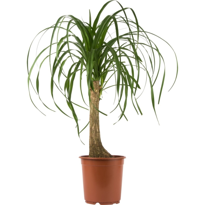 Нолина recurvata 2pp