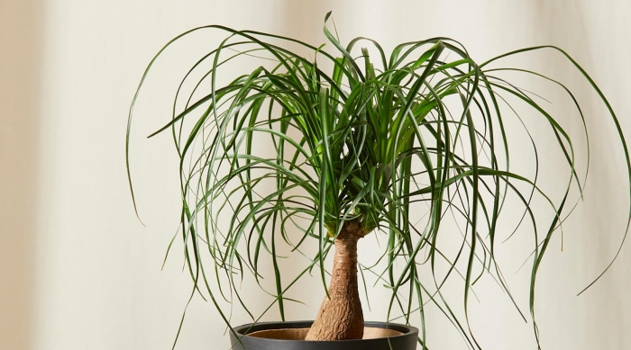 Бокарнея нолина