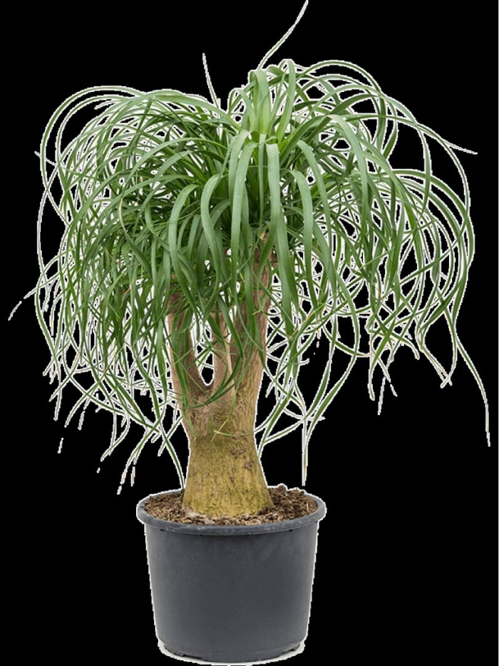 Пальма нолина бокарнея