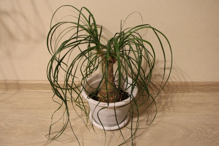 Нолина тройная