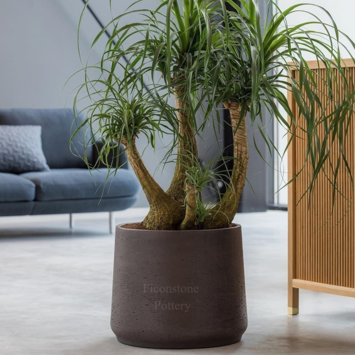 Нолина в интерьере