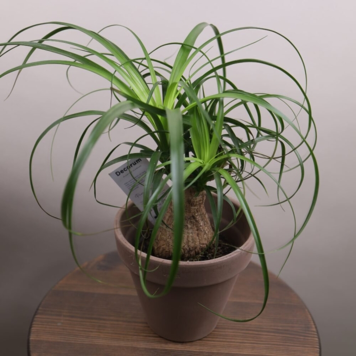 Нолина бокарнея рекурвата