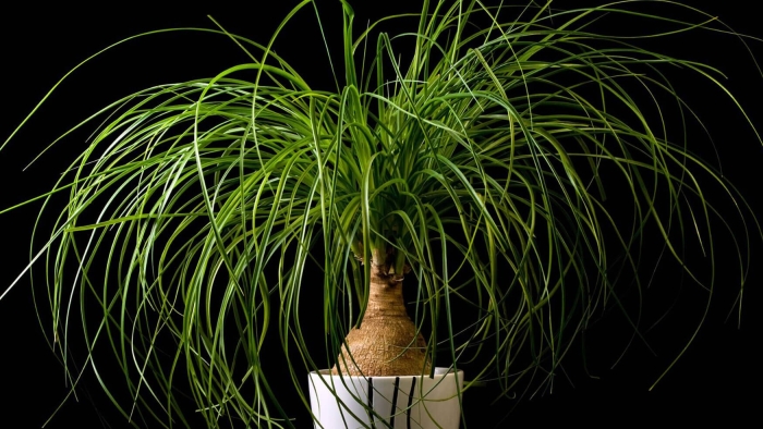 Нолина уход в домашних условиях