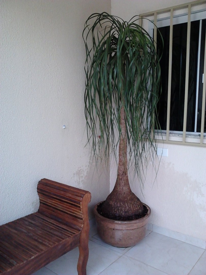 Нолина цветок комнатный