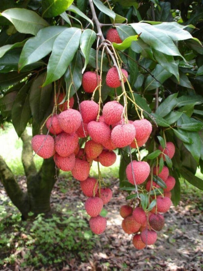 Дерево личи в домашних условиях