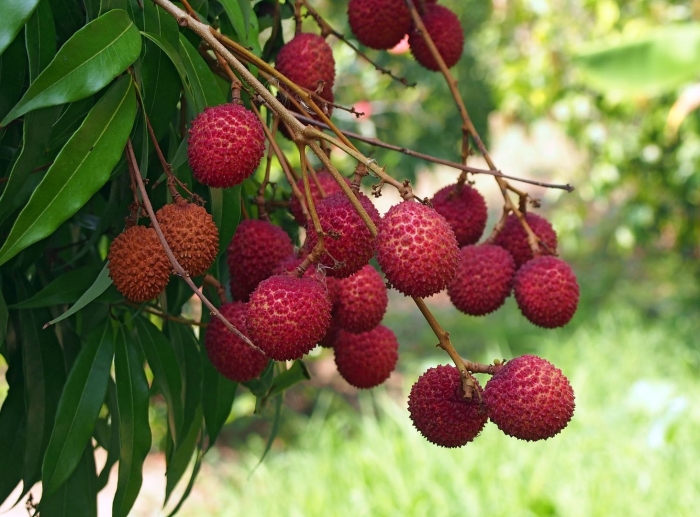 Litchi chinensis
