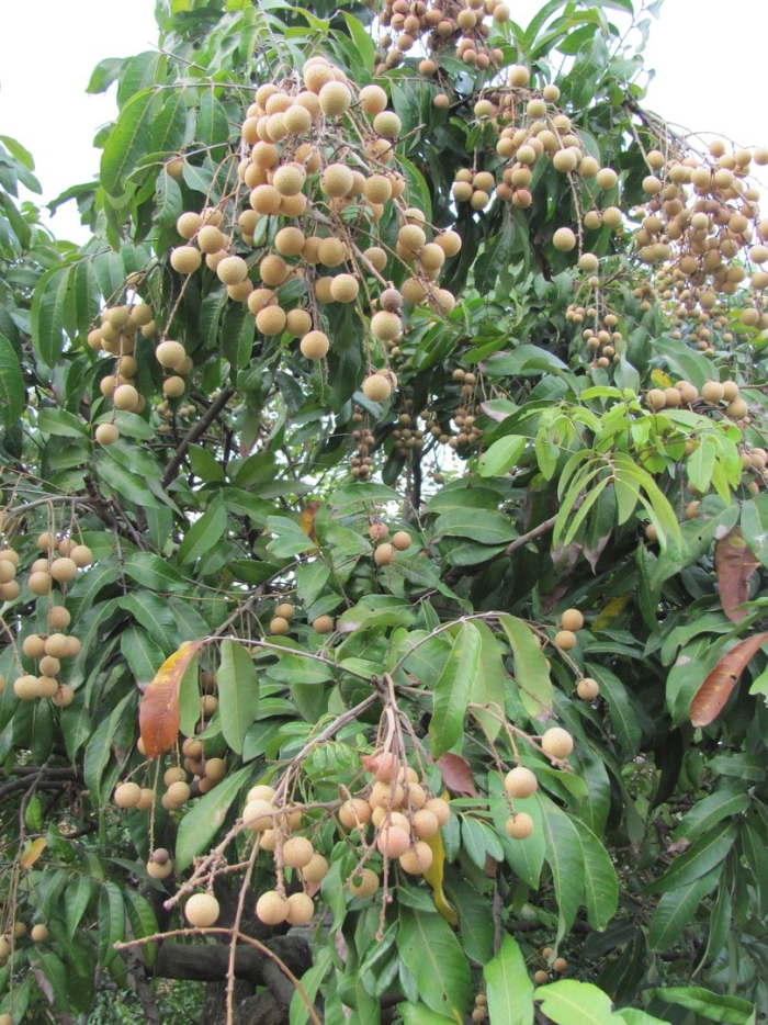 Лонган дерево