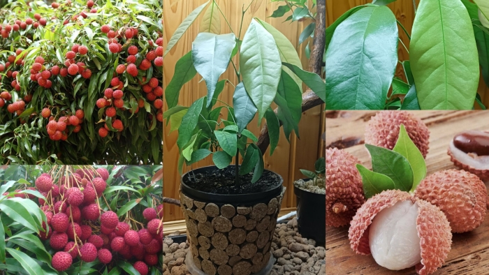 Дерево личи в домашних условиях