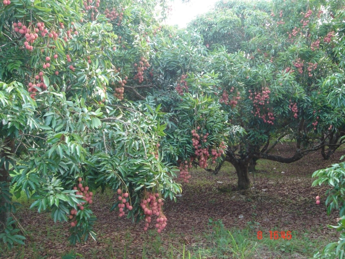 Lychee tree