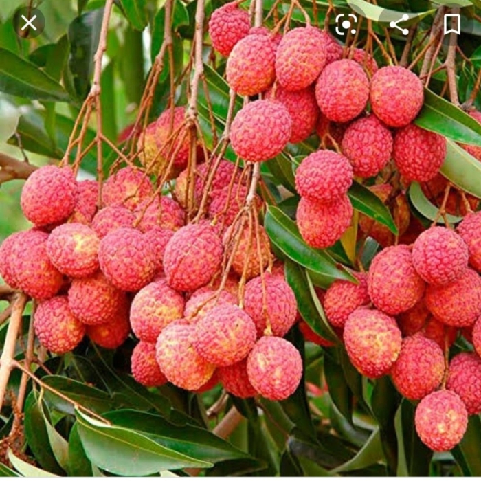 Litchi or lychee