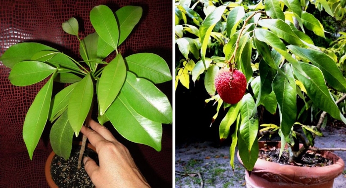 Косточка личи прорастить