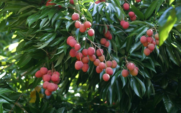 Дерево личи