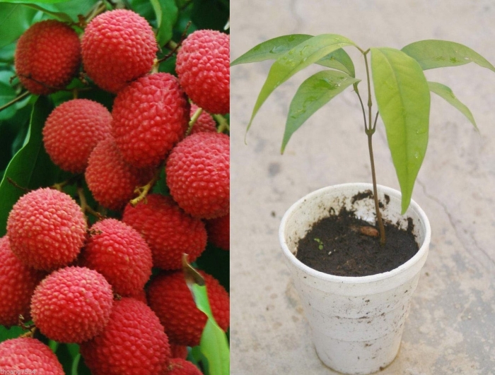 Вырастить личи из косточки в домашних условиях