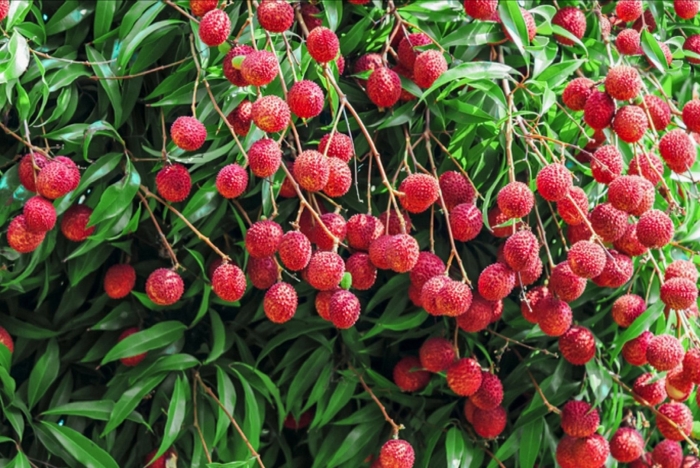 Litchi chinensis