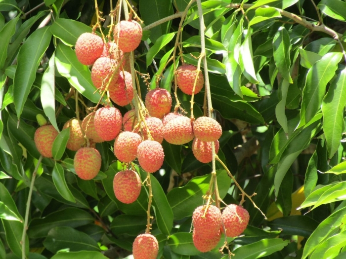 Личи мадагаскарские