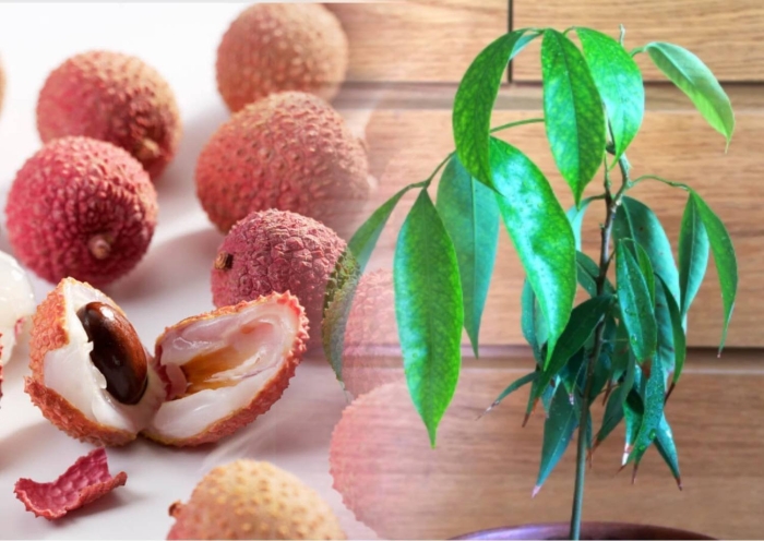 Личи драконий глаз