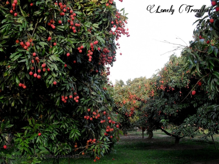 Дерево личи