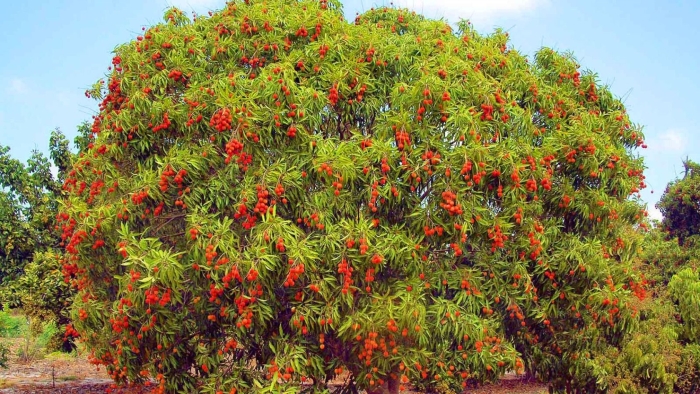 Личи фрукт дерево