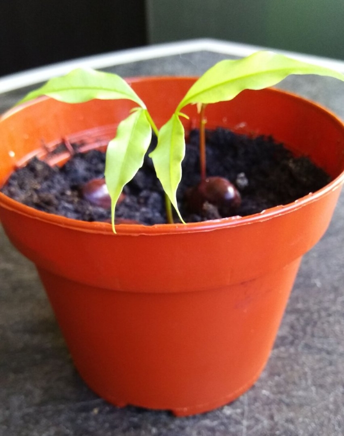 Прорастить манго