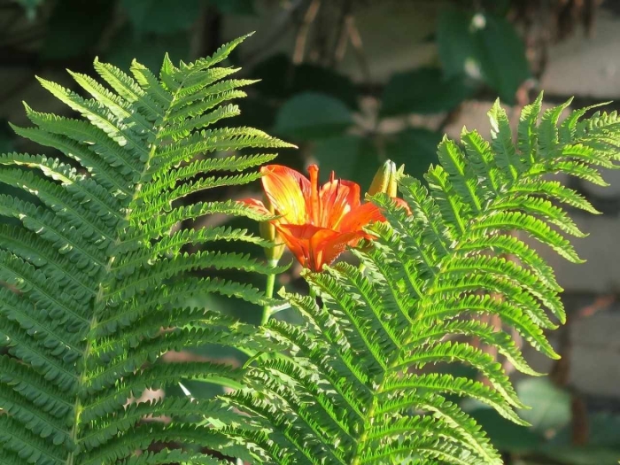 Цветет ли папоротник