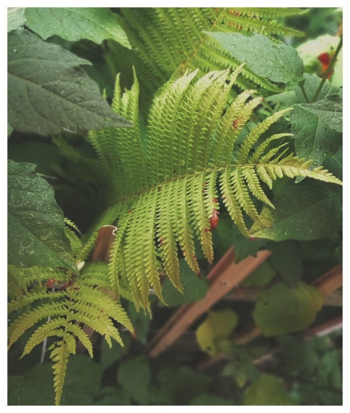 Папоротник витале