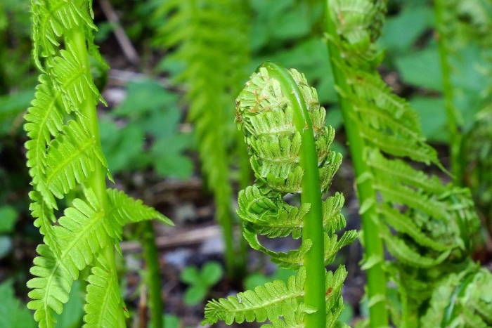 Matteuccia struthiopteris