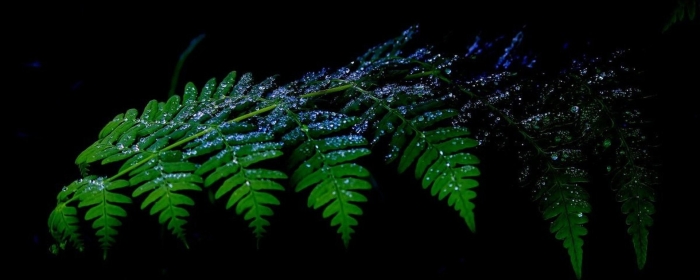 Папоротник дикий