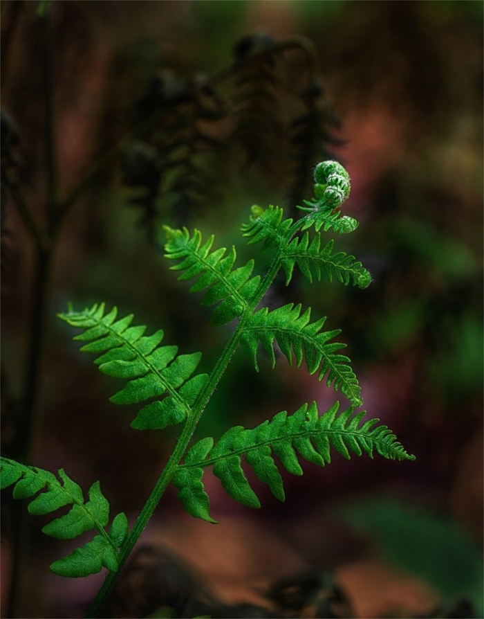 Папоротник (polypodiophyta)