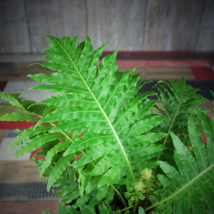 Папоротник блехнум сильвер леди