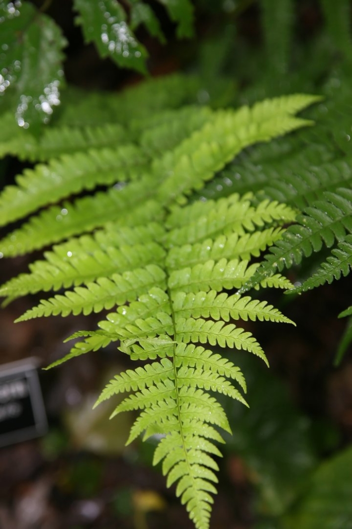 Lomariopsis lineata папоротник