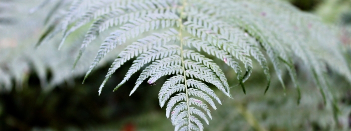 Серебряный папоротник