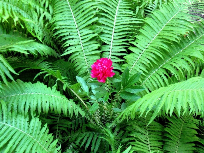 Цветение папоротника