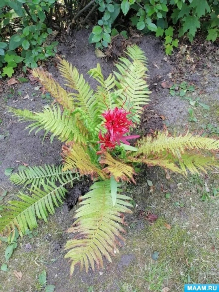 Папоротник страусник в саду