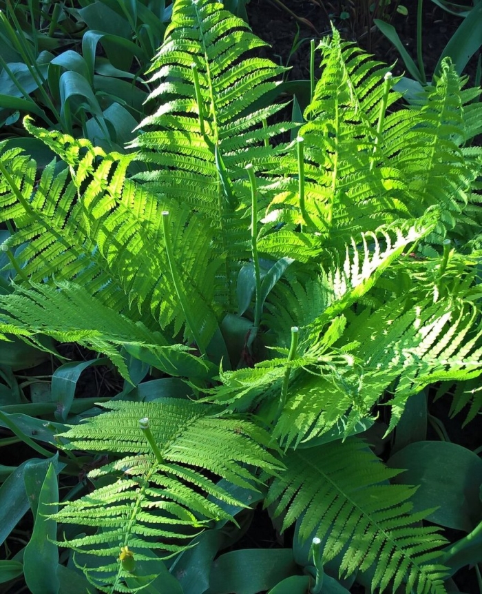 Страусник обыкновенный папоротник